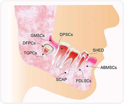 Stem Cells from Dental Pulp: What Epigenetics Can Do with Your Tooth